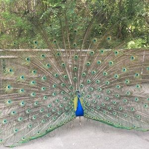 Meet your Posher, Shelly